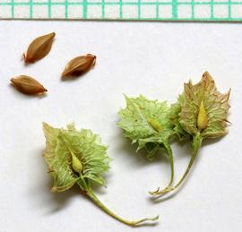   Fruits:   Rumex stenophyllus , with and without persistent perianth; Photo by A. Zharkikh, eol.org
